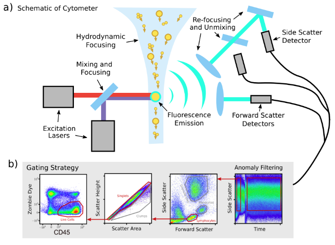 Flow cytometer schematic