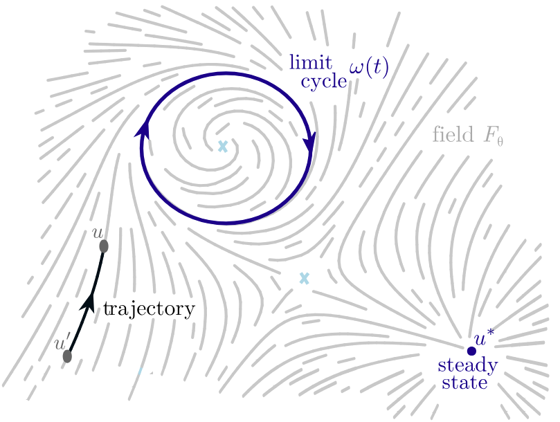 Steady state and limit cycle